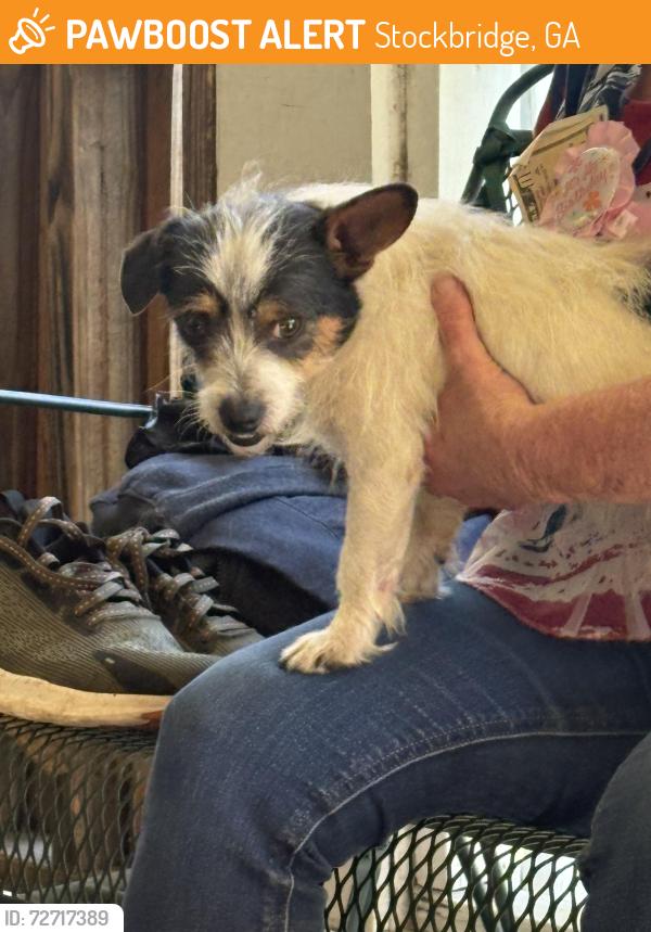 Found/Stray Male Dog last seen flt Rock Rd and Hwy 138, Stockbridge, GA 30281