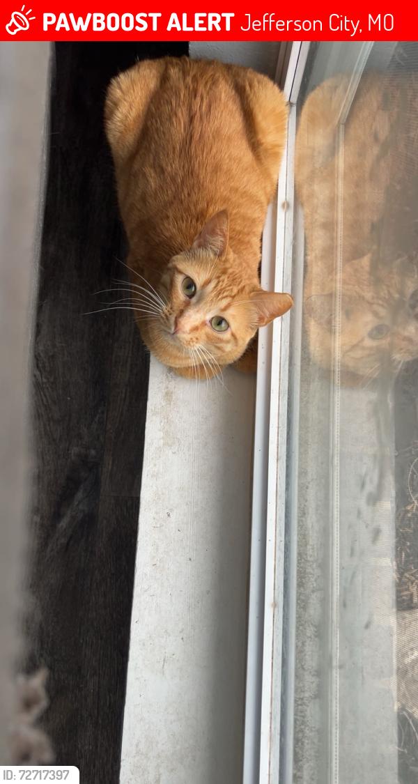 Lost Male Cat last seen Belair Elementary, Jefferson City, MO 65109