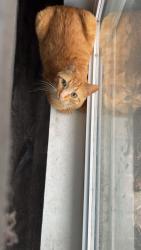 Lost Male Cat last seen Belair Elementary, Jefferson City, MO 65109
