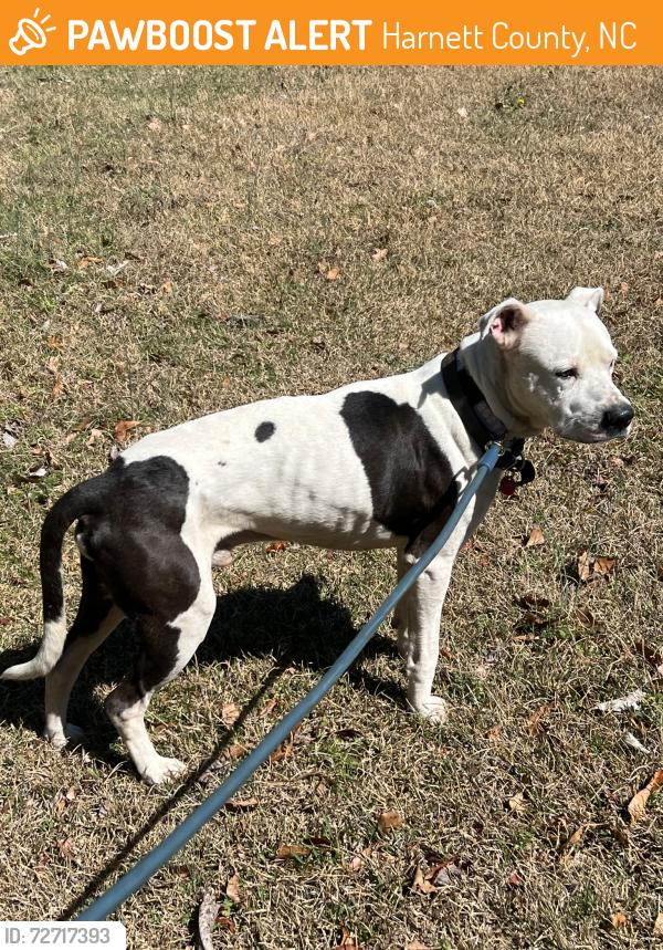 Found/Stray Male Dog last seen Bella bridge rd harnett county , Harnett County, NC 28368