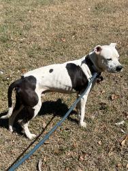 Found/Stray Male Dog last seen Bella bridge rd harnett county , Harnett County, NC 28368