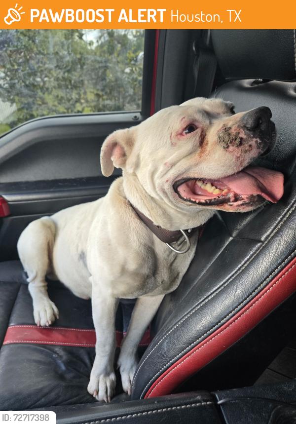 Found/Stray Male Dog last seen Van Fleet Street, Houston, TX 77033