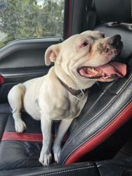 Found/Stray Male Dog last seen Van Fleet Street, Houston, TX 77033