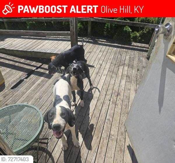 Lost Male Dog last seen Stark & 504 volunteer fire department., Olive Hill, KY 41164