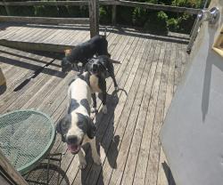 Lost Male Dog last seen Stark & 504 volunteer fire department., Olive Hill, KY 41164