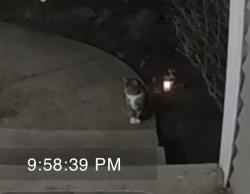 Found/Stray Unknown Cat last seen Gates Court Broadview Heights , Broadview Heights, OH 44147