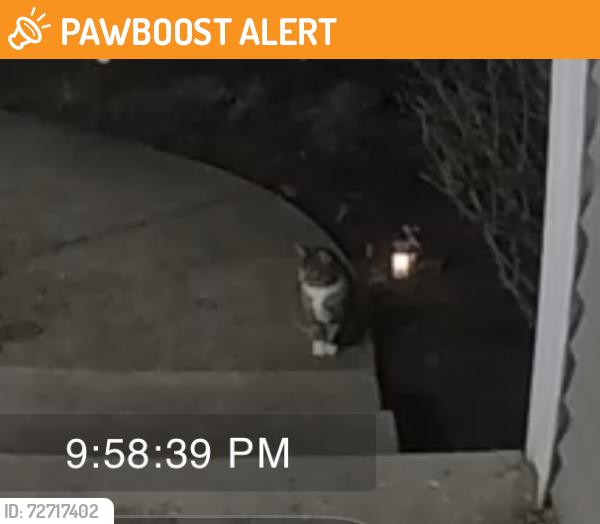 Found/Stray Unknown Cat last seen Gates Court Broadview Heights , Broadview Heights, OH 44147