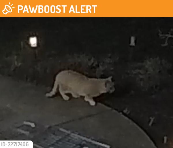 Found/Stray Unknown Cat last seen Gates Court Broadview Heights, OH, Broadview Heights, OH 44147