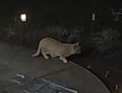 Found/Stray Unknown Cat last seen Gates Court Broadview Heights, OH, Broadview Heights, OH 44147