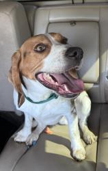 Found/Stray Male Dog last seen Bankhead & Pythian , Weatherford, TX 76086