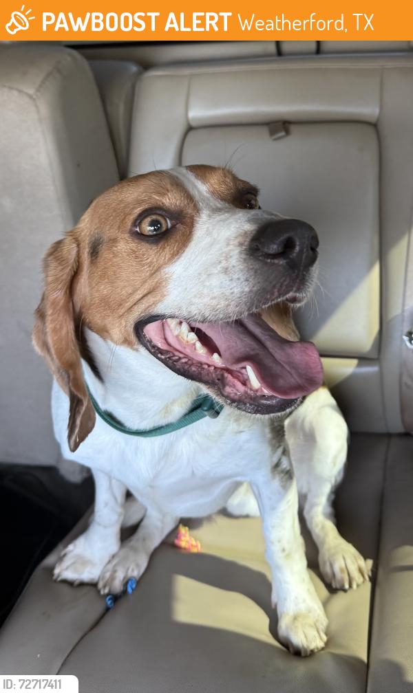Found/Stray Male Dog last seen Bankhead & Pythian , Weatherford, TX 76086