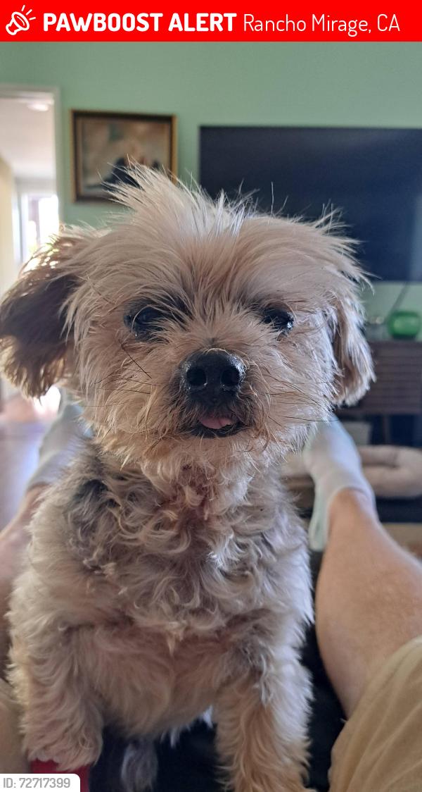 Lost Male Dog last seen Rancho Mirage and Country club, Rancho Mirage, CA 92270