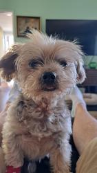 Lost Male Dog last seen Rancho Mirage and Country club, Rancho Mirage, CA 92270