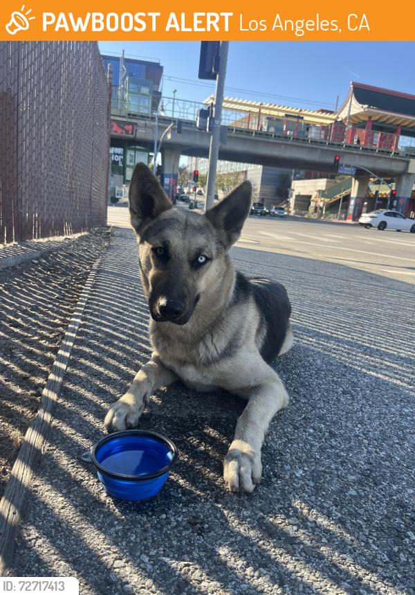Found/Stray Female Dog last seen College St, Chinatown Metro, Los Angeles, CA 90012