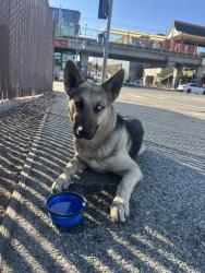 Found/Stray Female Dog last seen College St, Chinatown Metro, Los Angeles, CA 90012
