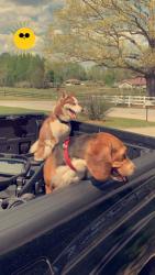 Lost Male Dog last seen Wolf creek Dacula , Dacula, GA 30019