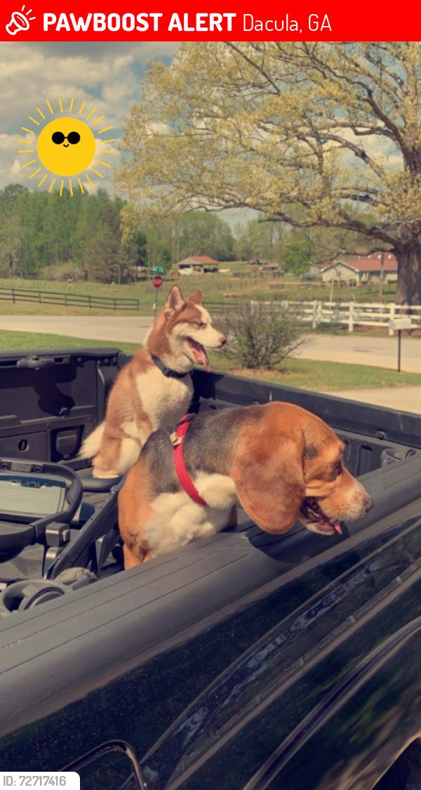 Lost Male Dog last seen Wolf creek Dacula , Dacula, GA 30019