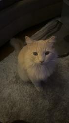 Reunited Male Cat last seen Broadway and S. Recker rd, Mesa, AZ 85205