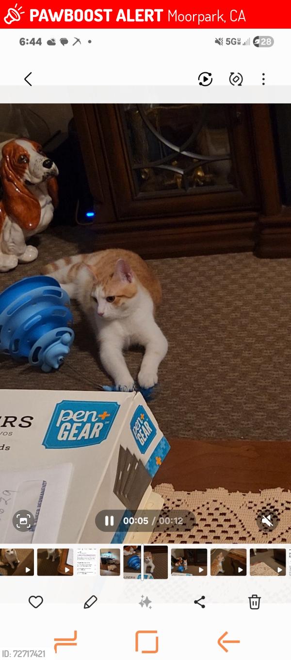 Lost Female Cat last seen High st moorpark, Moorpark, CA 93021