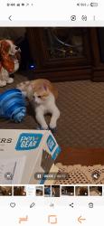Lost Female Cat last seen High st moorpark, Moorpark, CA 93021