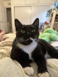 Lost Female Cat last seen 182nd Street and Crenshaw Blvd, Torrance, CA 90504