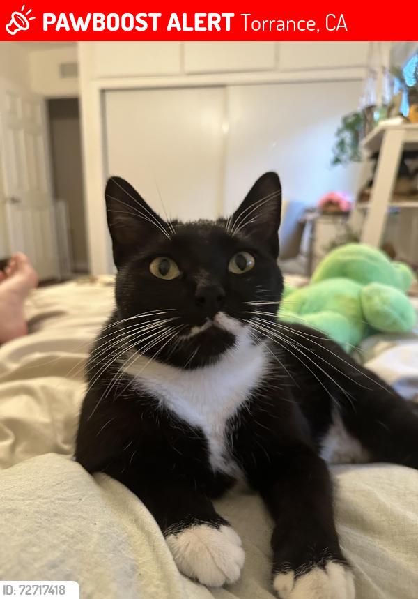 Lost Female Cat last seen 182nd Street and Crenshaw Blvd, Torrance, CA 90504