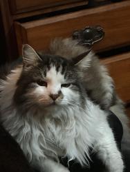 Lost Male Cat last seen Linden Ave and via Bello dr, Rialto, CA 92377