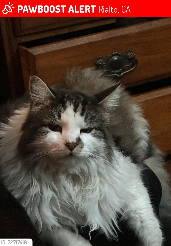 Lost Male Cat last seen Linden Ave and via Bello dr, Rialto, CA 92377