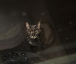Found/Stray Unknown Cat last seen Cleves Warsaw/Neeb Rd (Delhi twp), Delhi Township, OH 45238