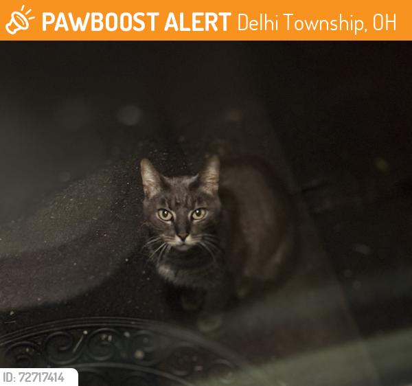 Found/Stray Unknown Cat last seen Cleves Warsaw/Neeb Rd (Delhi twp), Delhi Township, OH 45238