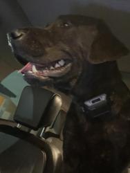 Found/Stray Male Dog last seen Ruby Tuedays , Fayetteville, NC 28306