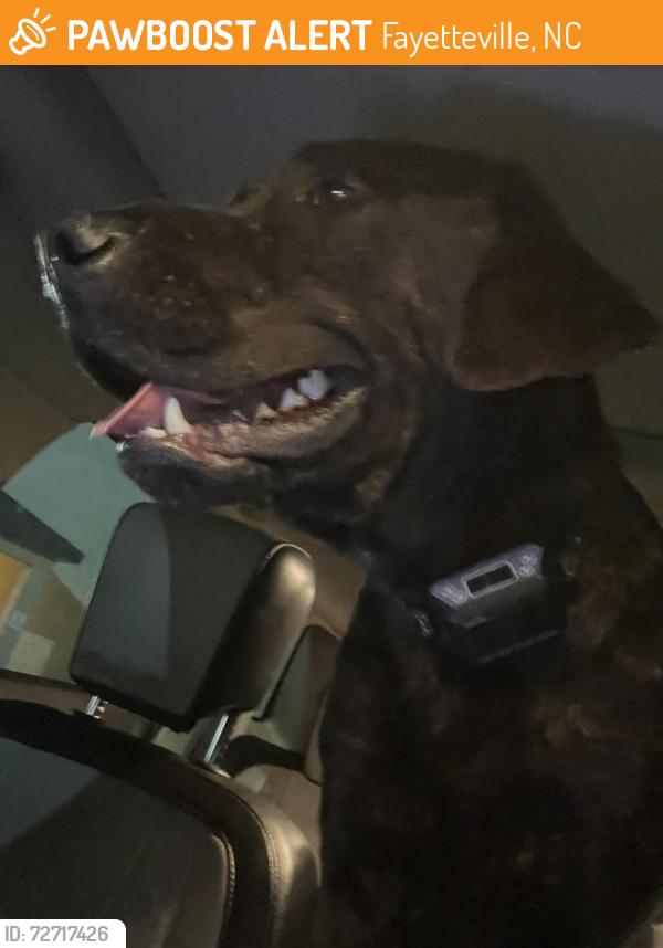 Found/Stray Male Dog last seen Ruby Tuedays , Fayetteville, NC 28306