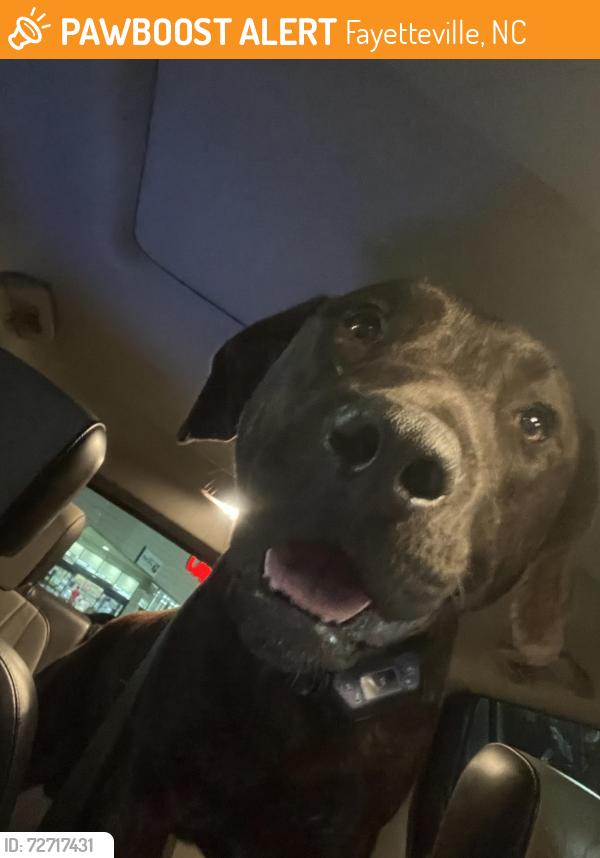 Found/Stray Male Dog last seen Ruby Tuesdsy, Fayetteville, NC 28306