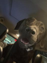 Found/Stray Male Dog last seen Ruby Tuesdsy, Fayetteville, NC 28306