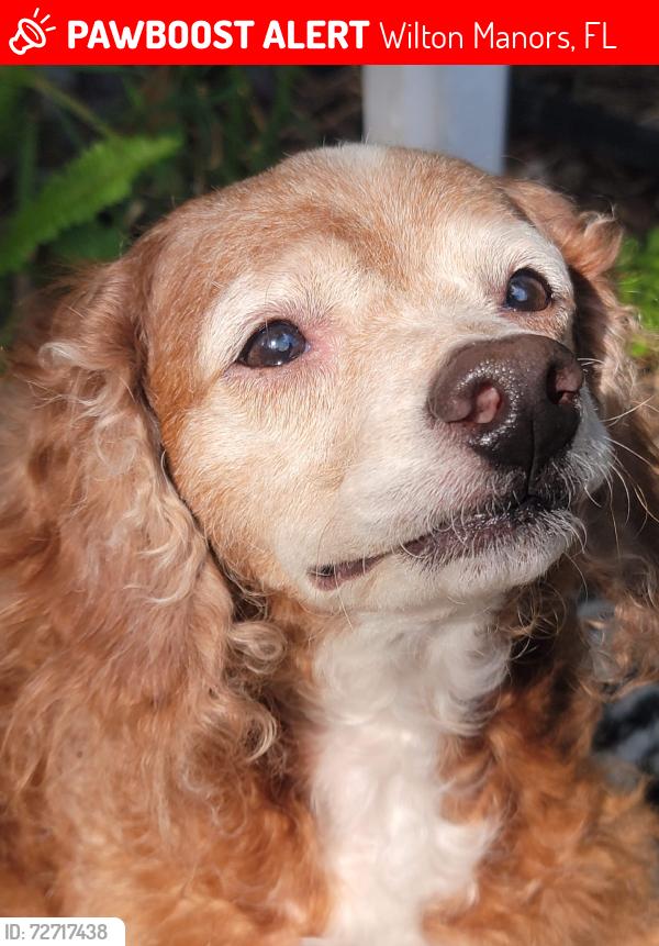 Lost Male Dog last seen Ne 21st Ct, Andrews Ave, Wilton Manors, FL 33311