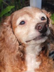 Lost Male Dog last seen Ne 21st Ct, Andrews Ave, Wilton Manors, FL 33311