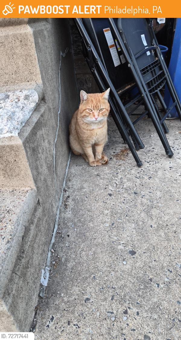 Found/Stray Male Cat last seen Wellington and sackett sts, Philadelphia, PA 19149