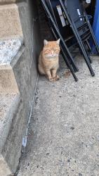 Found/Stray Male Cat last seen Wellington and sackett sts, Philadelphia, PA 19149