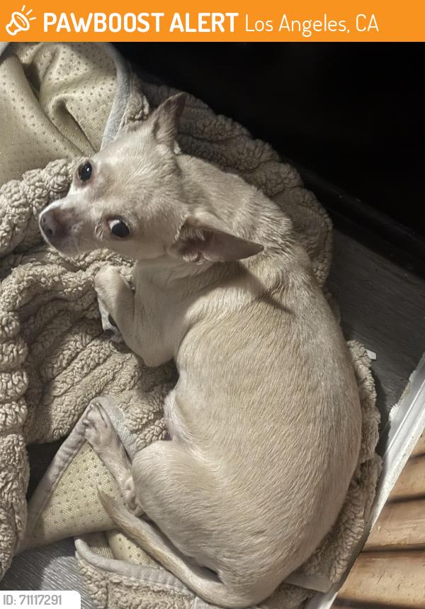Found/Stray Male Dog last seen Jesse Owen’s park , Los Angeles, CA 90012