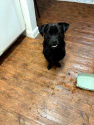 Found/Stray Male Dog last seen Near El Paseo St, Houston, TX 77054