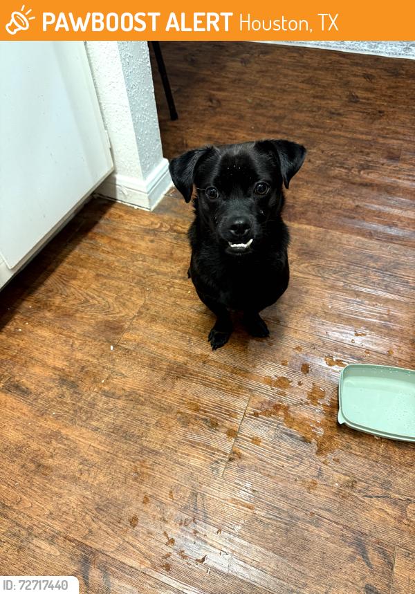 Found/Stray Male Dog last seen Near El Paseo St, Houston, TX 77054