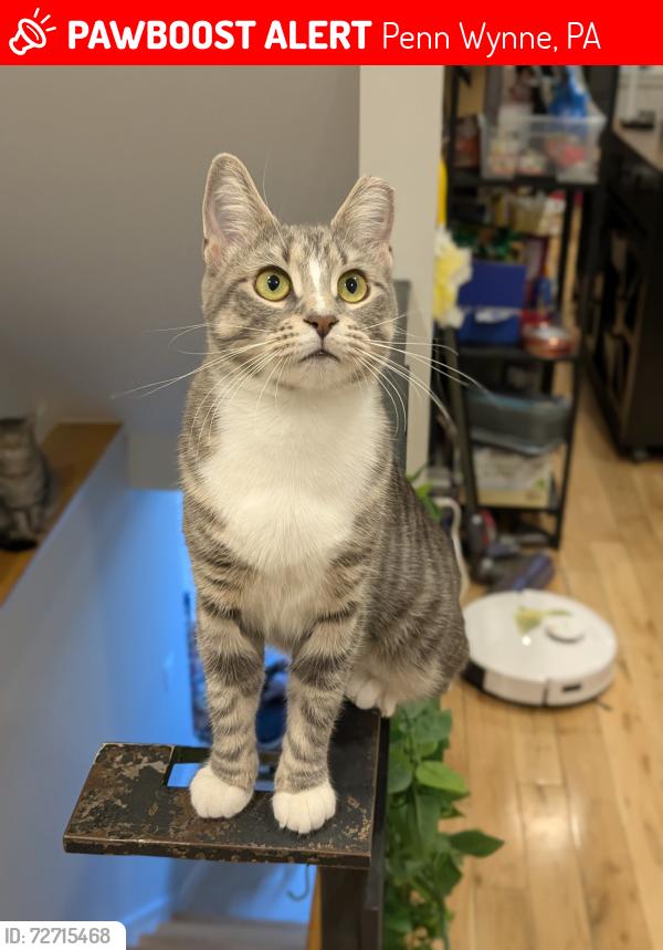 Lost Female Cat last seen Dorset Ln & Haverford rd, Penn Winn Pa , Penn Wynne, PA 19096