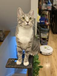 Lost Female Cat last seen Dorset Ln & Haverford rd, Penn Winn Pa , Penn Wynne, PA 19096