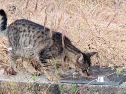 Lost Male Cat last seen Locust Dr in Aldercroft Heights , Los Gatos, CA 95033