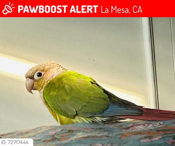 Lost Female Bird last seen Tropico Dr , La Mesa, CA 91941