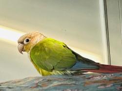 Lost Female Bird last seen Tropico Dr , La Mesa, CA 91941