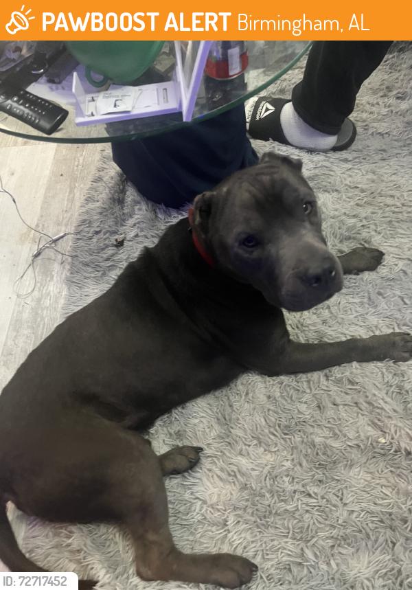 Found/Stray Male Dog last seen Heflin and Oakley Dr., Birmingham, AL 35214