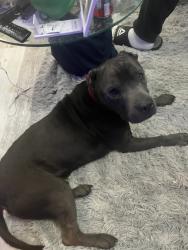 Found/Stray Male Dog last seen Heflin and Oakley Dr., Birmingham, AL 35214