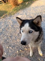 Found/Stray Female Dog last seen SE 44th and Luther Rd Newalla , Oklahoma City, OK 74857
