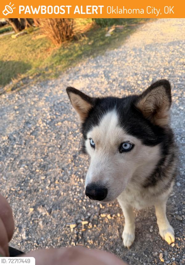 Found/Stray Female Dog last seen SE 44th and Luther Rd Newalla , Oklahoma City, OK 74857